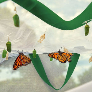 Rectangular Butterfly Habitat Hamper - PopFun