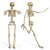24" Adjustables Skeleton Prop - PopFun