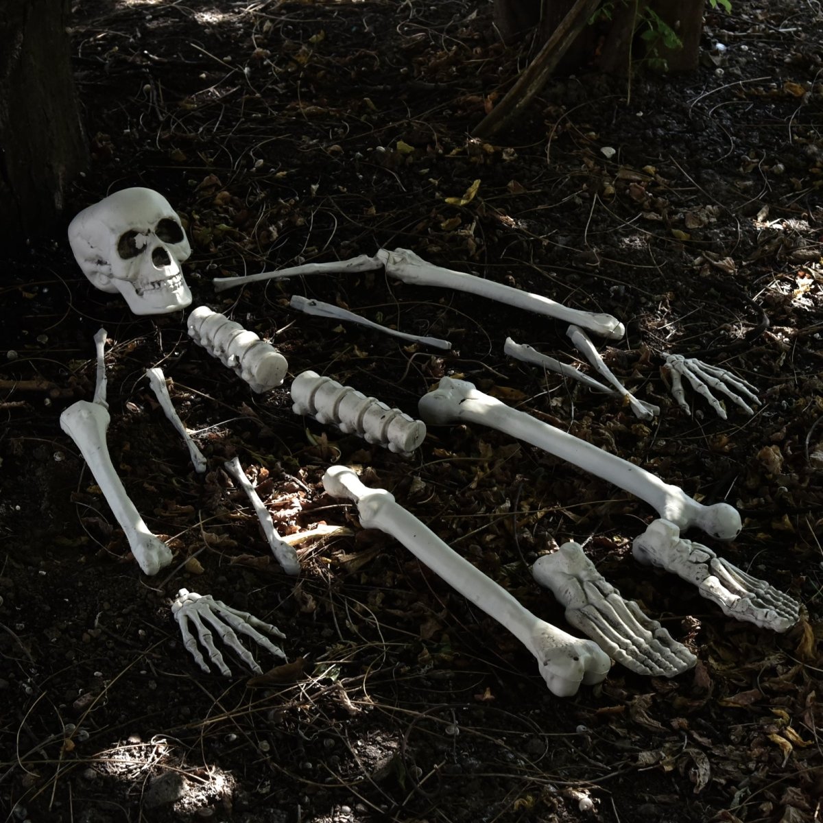 Bag of Bones - PopFun