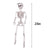 Posable Hanging Skeleton - PopFun